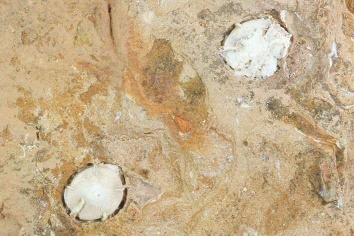 Unidentified Fossil Seeds From North Dakota - Paleocene #97928